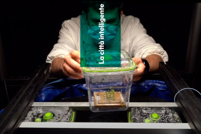 LCI b-1-green-cube