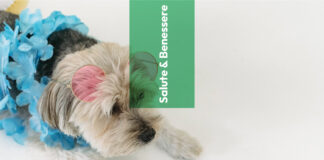 9 cose da fare prima di partire con Fido e Micio