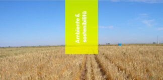 Agricoltura: scoperto il grano che resiste alla siccità
