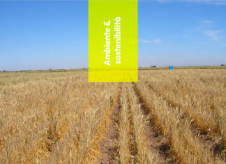Agricoltura: scoperto il grano che resiste alla siccità