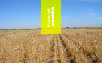 Agricoltura: scoperto il grano che resiste alla siccità