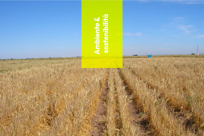 agricoltura-scoperto-grano-a_s-1