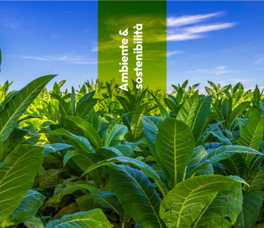 Ricerca: non solo fumo, svelati i segreti genetici del tabacco Australiano